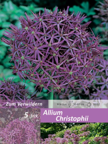 Allium Christophii