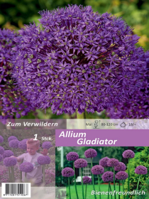 Allium Gladiator