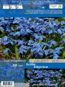 Scilla Siberica Blau