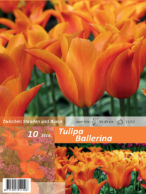 Tulpe Ballerina