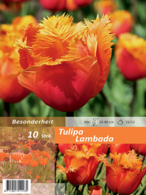 Tulpe Lambada