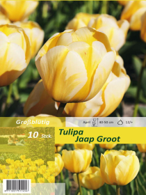 Tulpe Jaap Groot