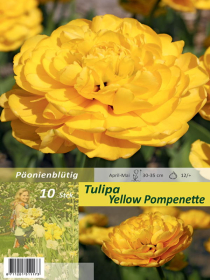 Tulpe Yellow Pompenette