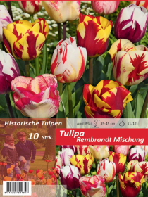 Tulpe Rembrandt Mischung