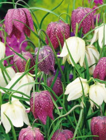 Fritillaria meleagris Mischung