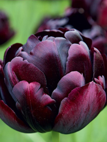 Tulpe Black Hero