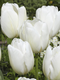 Tulpe White Flag