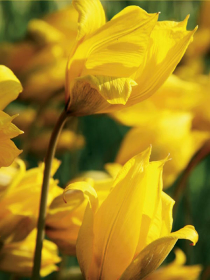 Tulpe Sylvestris