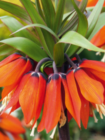 Fritillaria Orange Beauty