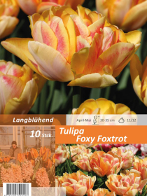 Tulpe Foxy Foxtrot