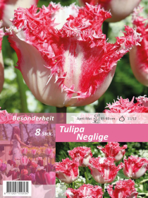 Tulpe Neglige