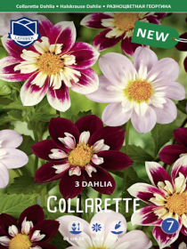 Dahlie Collarette Mixed