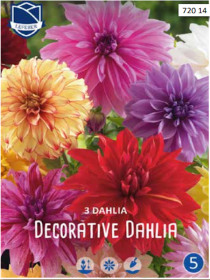 Dahlie Decorative Mixed