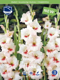 Gladiole Ajax