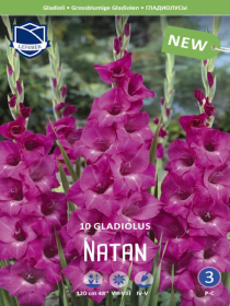 Gladiole Natan