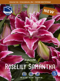 Lilien Roselily Samantha