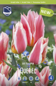 Tulpe Quebec