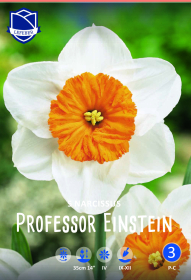 Narzisse Professor Einstein