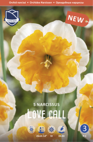 Narzisse Love Call