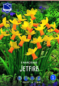 Narzisse Jetfire