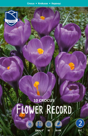 Krokus Flower Record