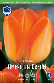 Tulpe American Dream