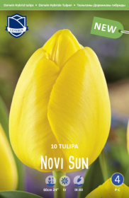 Tulpe Novi Sun