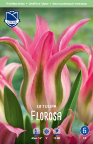 Tulpe Florosa