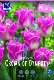 Tulpe Crown of Dynasty