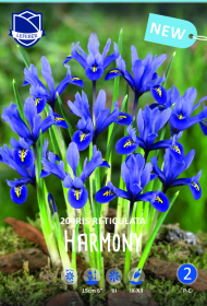 Iris reticulata Harmony