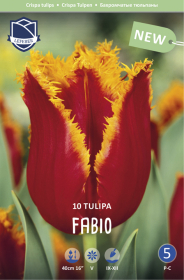 Tulpe Fabio