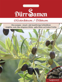 Olivenbaum/Ölbaum