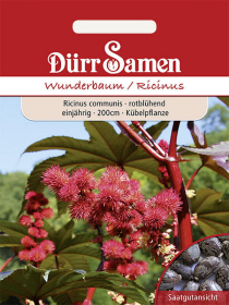 Wunderbaum Ricinus