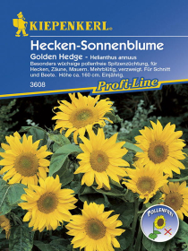 Hecken-Sonnenblume Golden Hedge