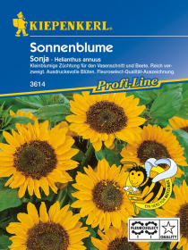 Sonnenblume Sonja, F1