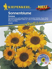 Sonnenblume Soraya