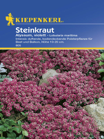Steinkraut Alyssum violett