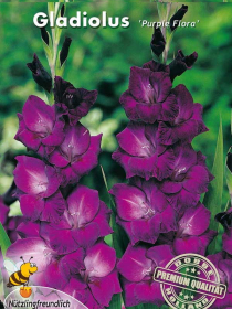 Großblütige Gladiolen Purple Flora