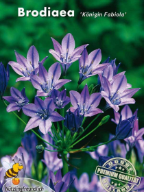 Triteleia Brodiaea Königin Fabiola