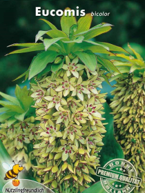 Ananasblume Eucomis Bicolor