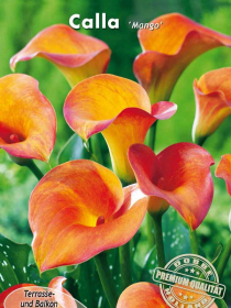 Zantedeschia Calla Mango