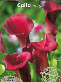 Zantedeschia Calla Red Sox