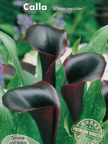 Zantedeschia Calla Schwarzwalder