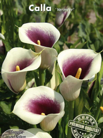 Zantedeschia Calla Vermeer