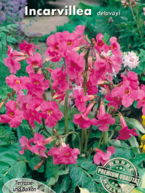 Garten-Gloxinien Incarvillea delavayi