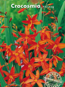 Kleinblütige Montbretien Crocosmia Fire King