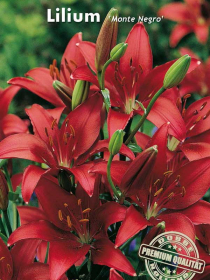 Asiatische Lilien Monte Negro