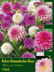 Beet-Dahlien Bolero Romantisches Rosa